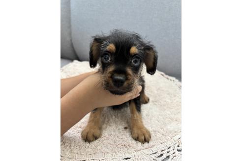 販売中の千葉県のミックス犬-379178の7枚目