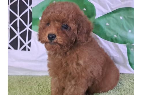 販売中の愛知県のトイプードル-377681の13枚目