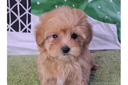 成約済の愛知県のマルプー:マルチーズ×トイプードル-375465の14枚目