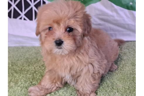 成約済の愛知県のマルプー:マルチーズ×トイプードル-375465の13枚目