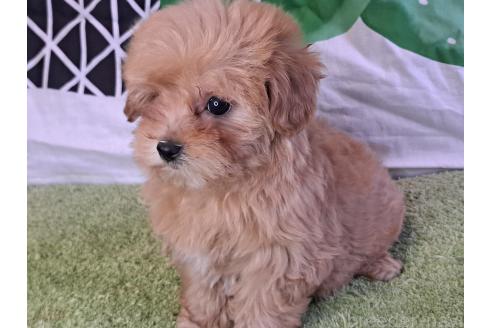 成約済の愛知県のマルプー:マルチーズ×トイプードル-375465の12枚目