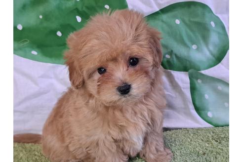 成約済の愛知県のマルプー:マルチーズ×トイプードル-375465の10枚目