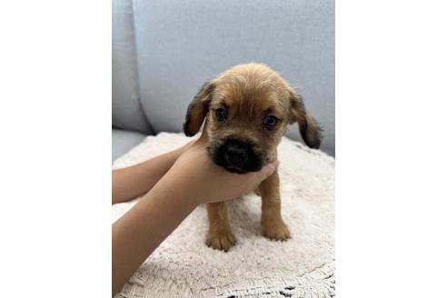 販売中の千葉県のミックス犬-379174の8枚目
