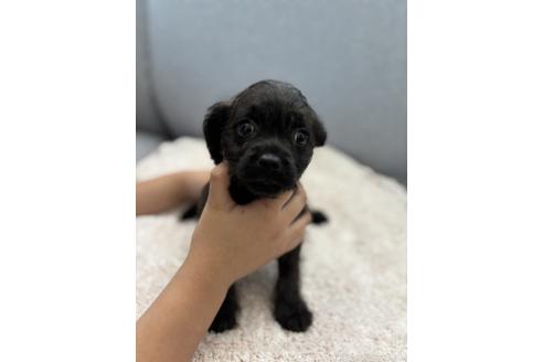 販売中の千葉県のミックス犬-379160の7枚目