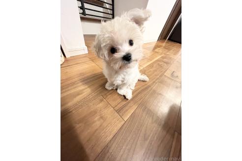 販売中の福岡県のミックス犬-380060の3枚目