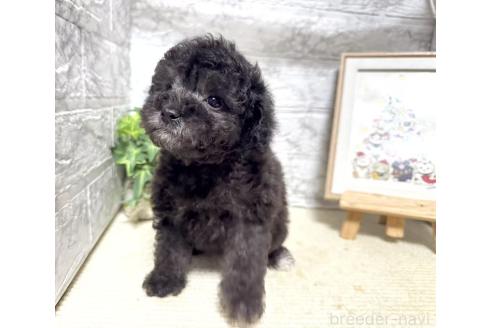 販売中の岐阜県のタイニープードル-385781の4枚目