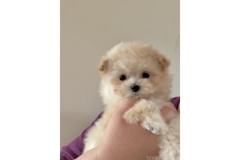 成約済の山形県のマルプー:マルチーズ×トイプードル-378947の2枚目