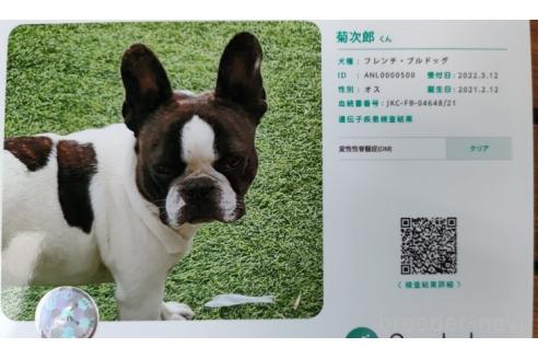 菊次郎くん1枚目