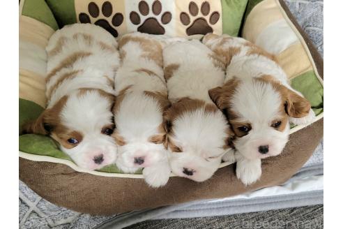 販売中の神奈川県のキャバリアキングチャールズスパニエル-382220の5枚目