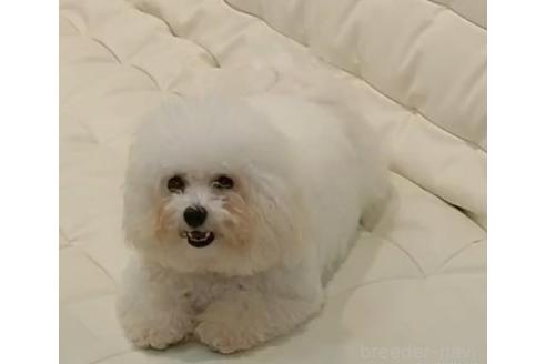 玉ちゃんちゃん1枚目