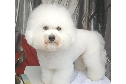 ビンチくん1枚目