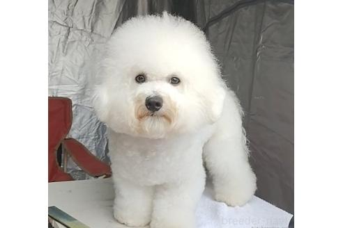 ビンチくん1枚目