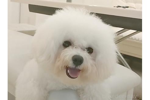 キャンディちゃん1枚目