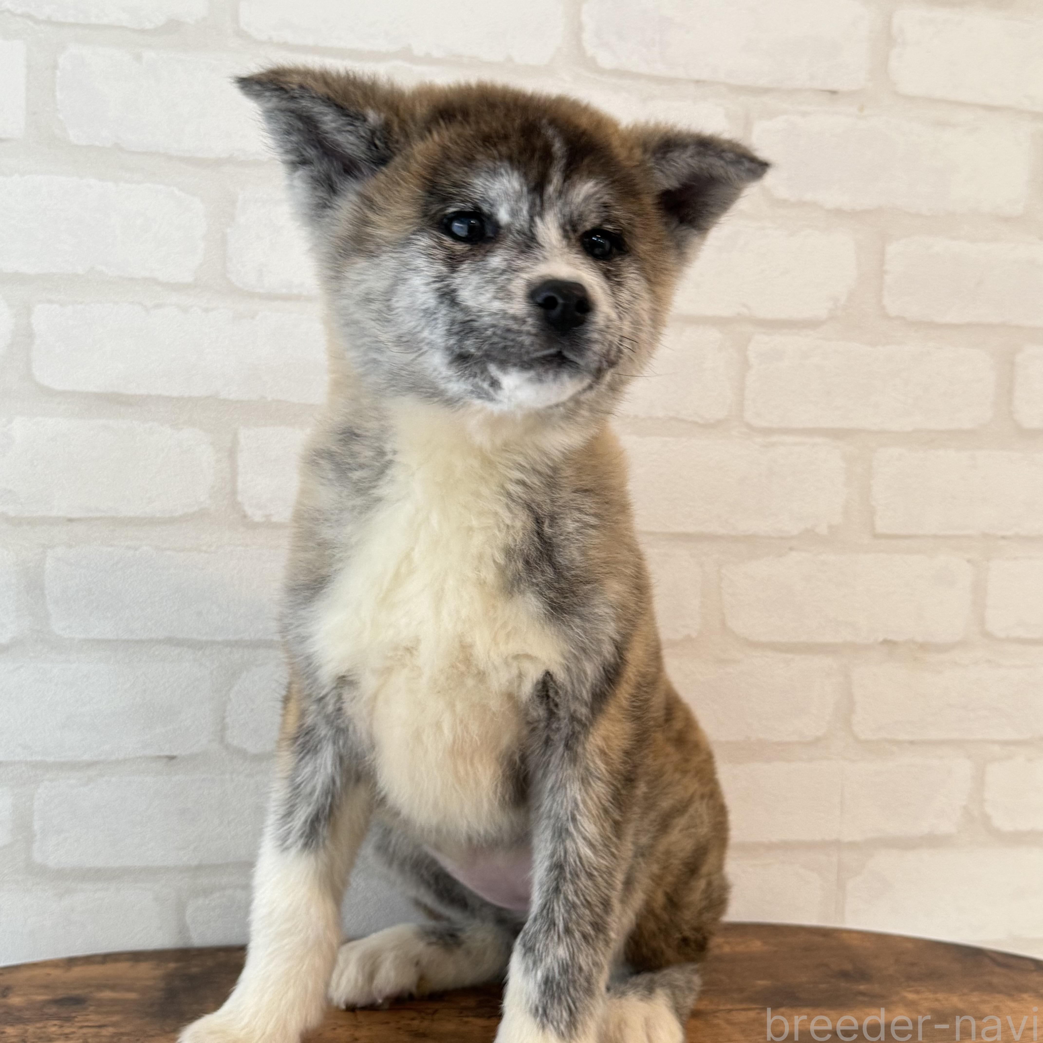 販売中の大阪府の秋田犬-379542