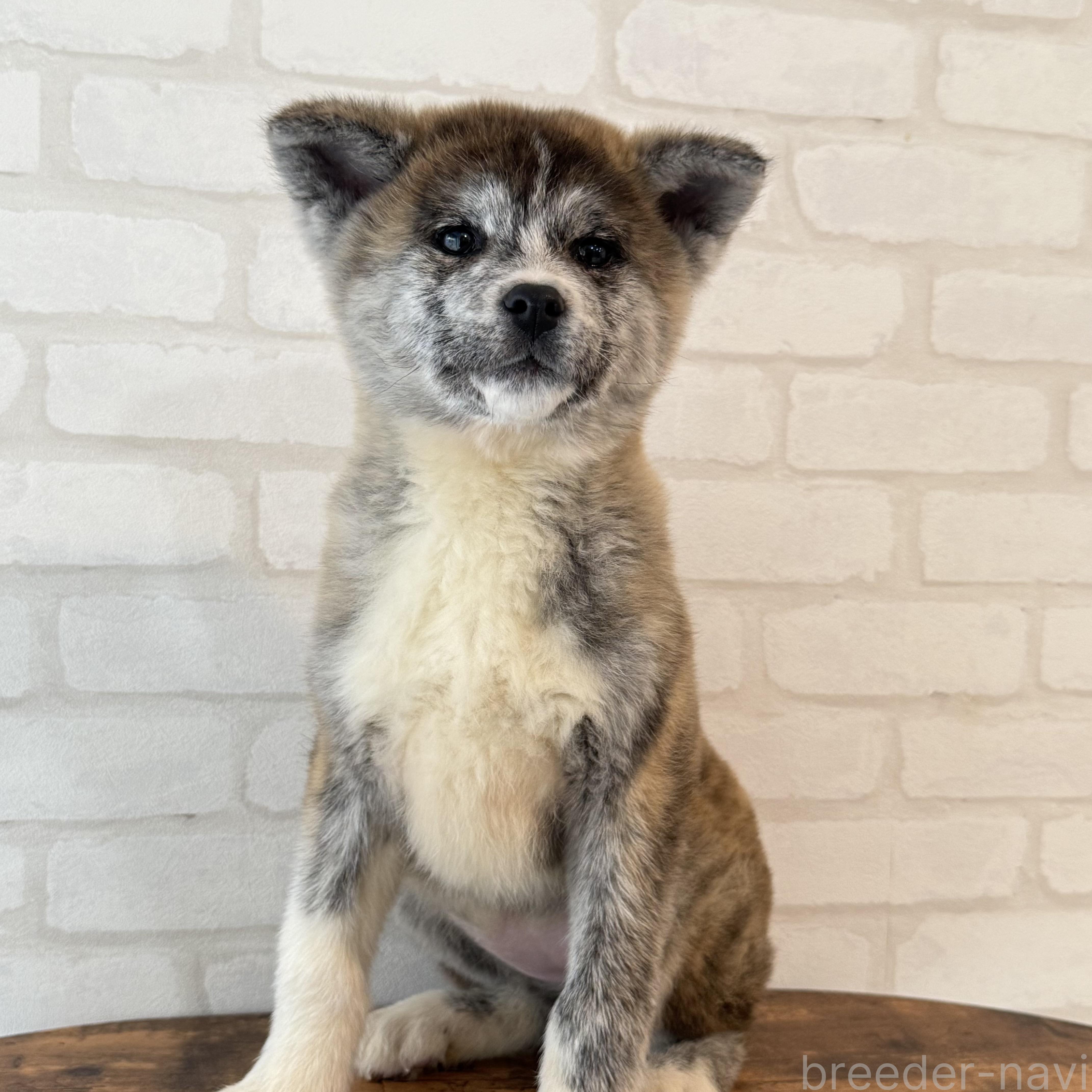 販売中の大阪府の秋田犬-379542の8枚目