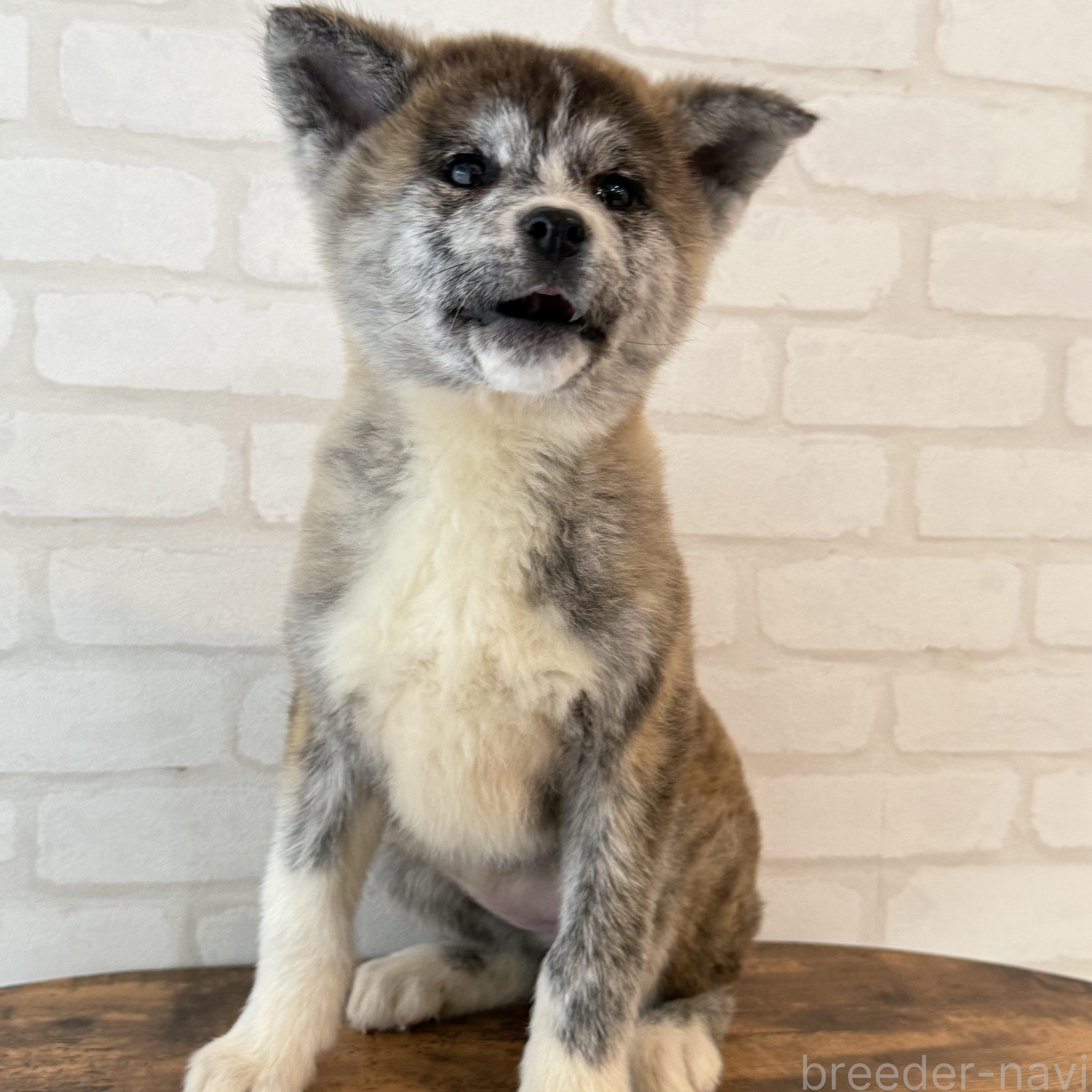 販売中の大阪府の秋田犬-379542の7枚目