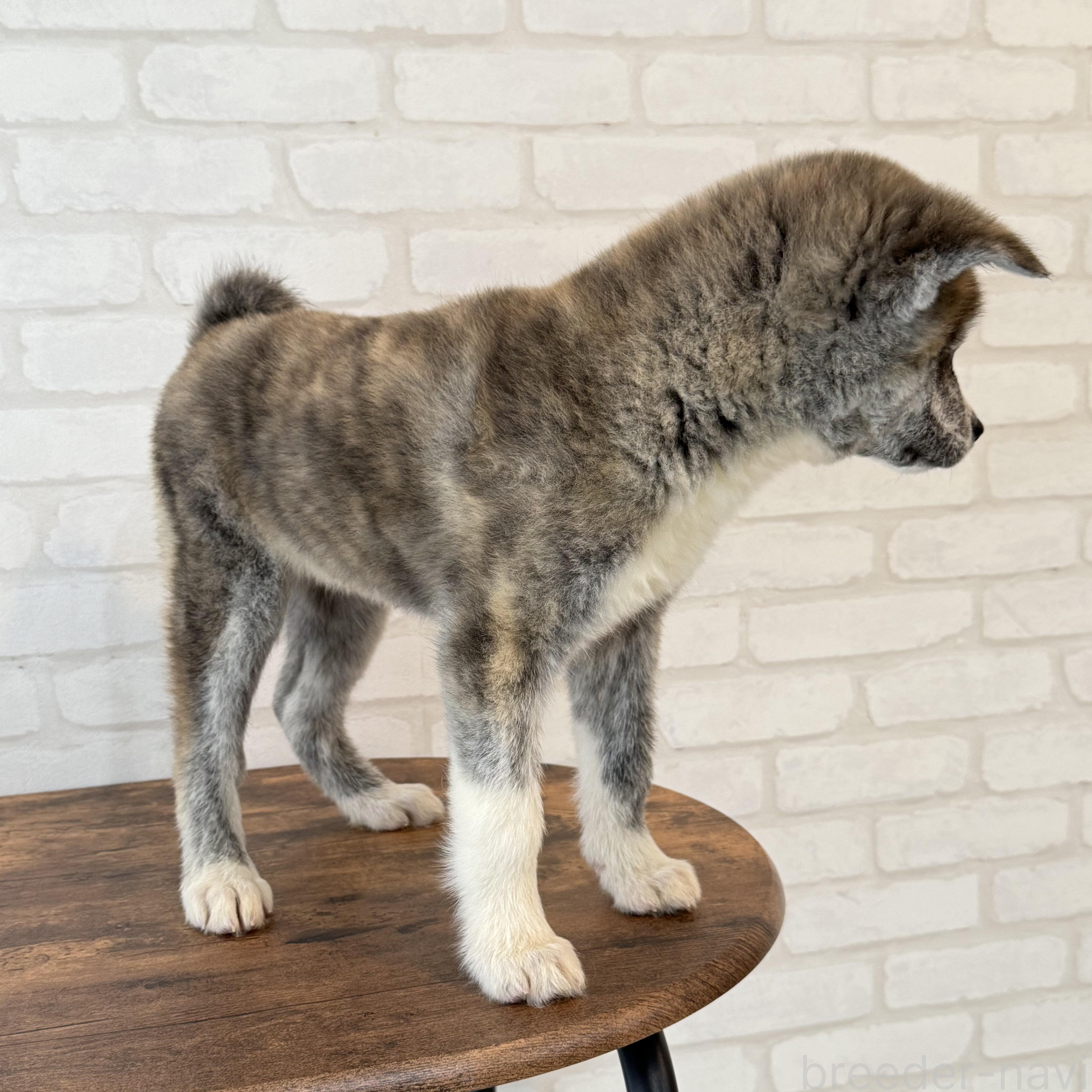 販売中の大阪府の秋田犬-379542の6枚目