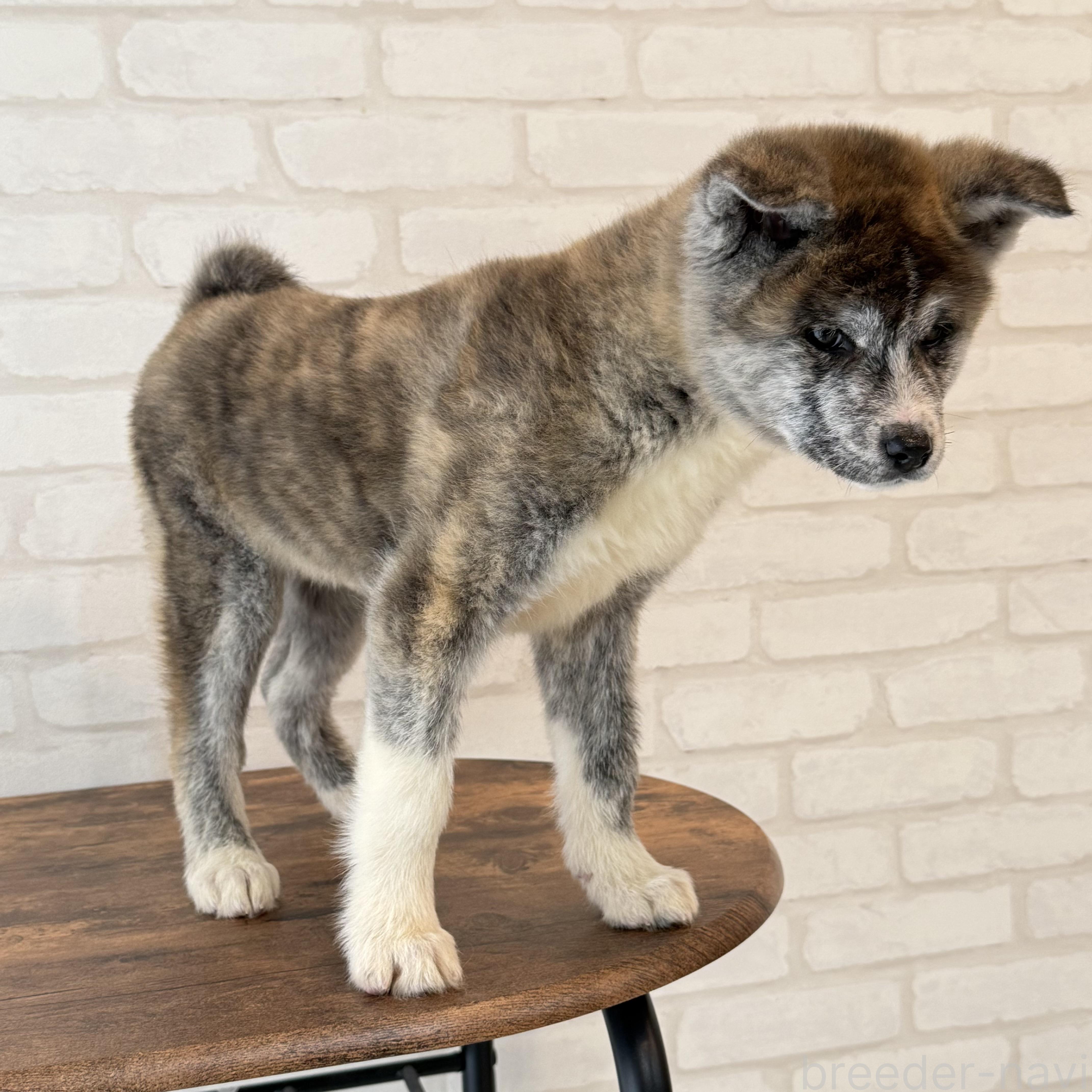 販売中の大阪府の秋田犬-379542の5枚目