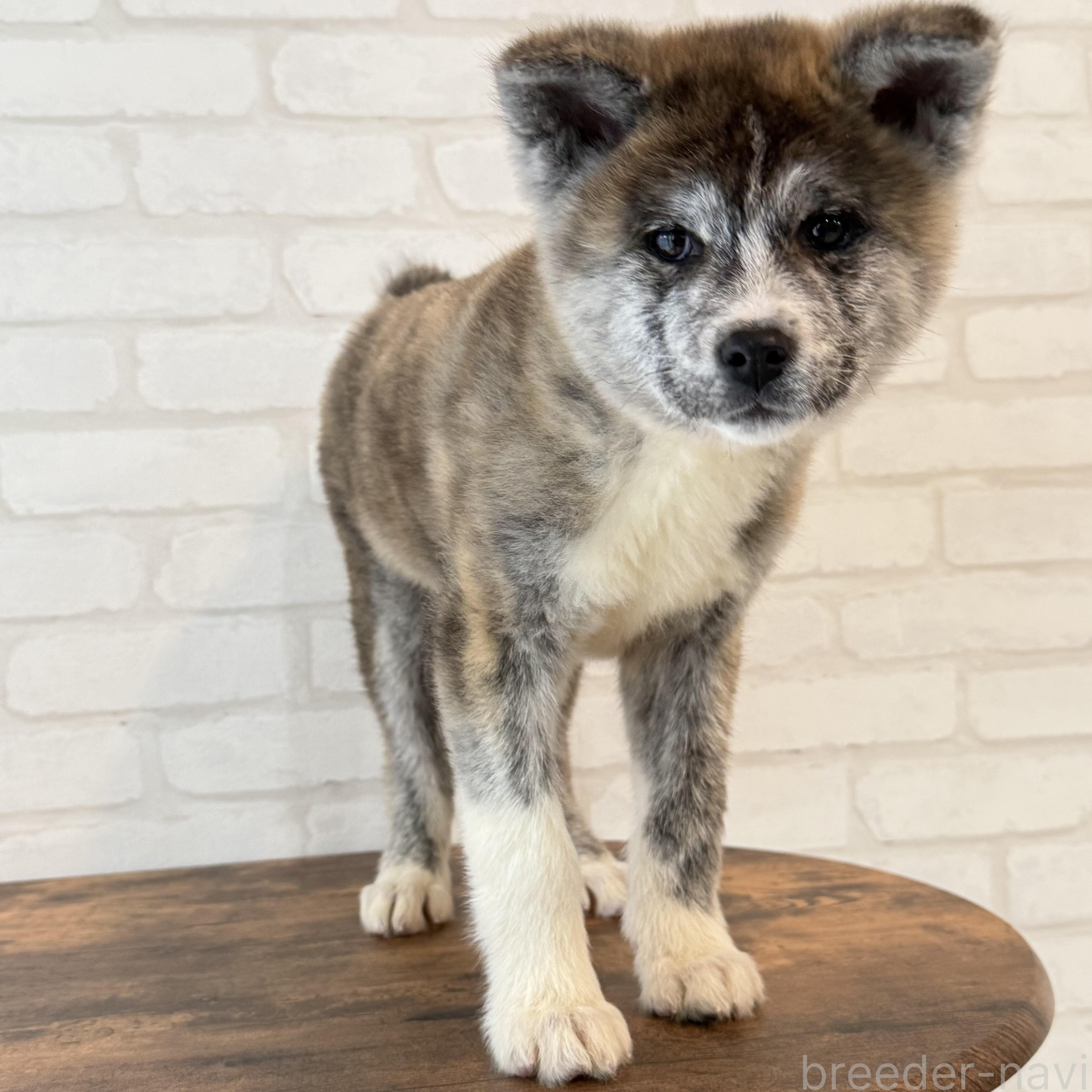 販売中の大阪府の秋田犬-379542の4枚目