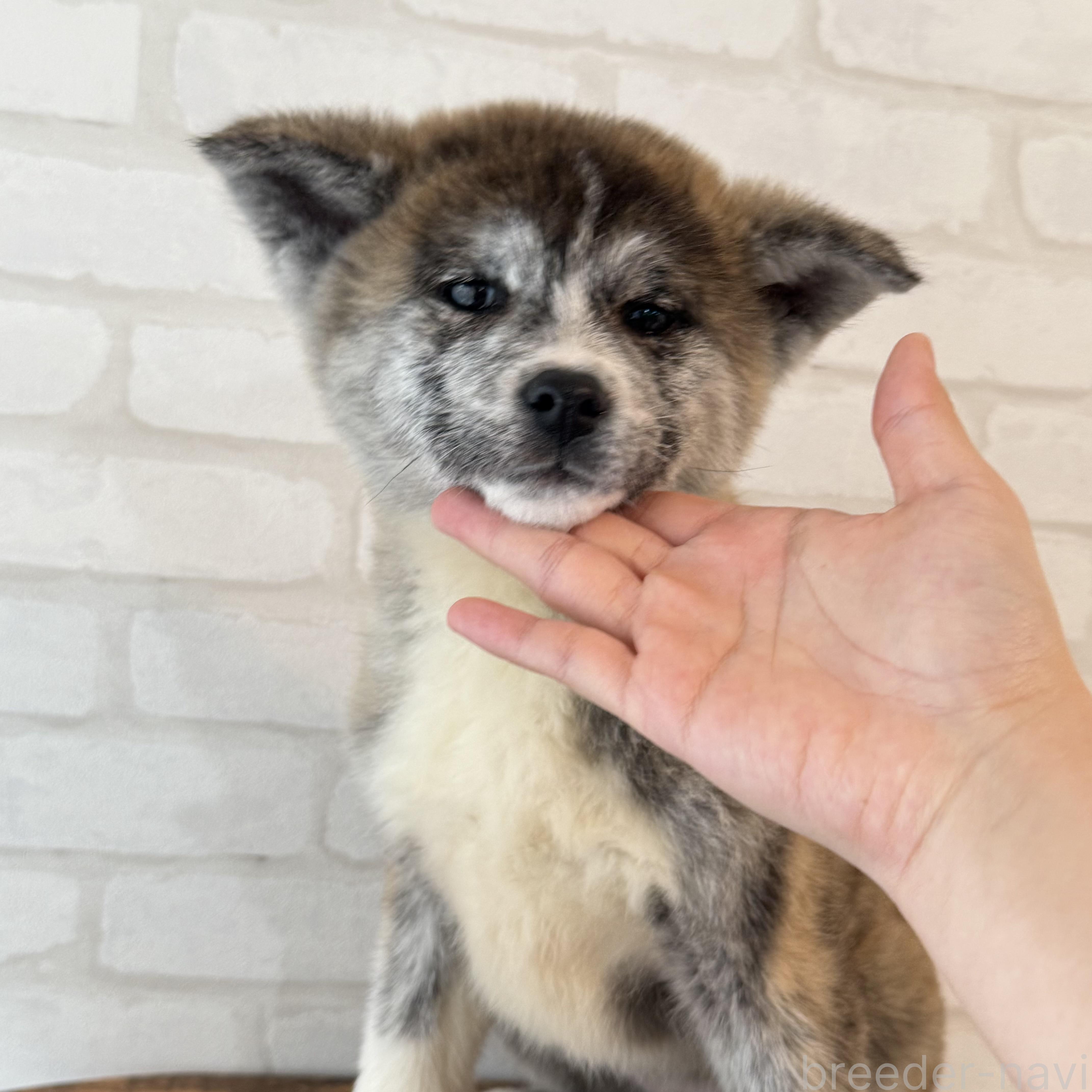 販売中の大阪府の秋田犬-379542の3枚目