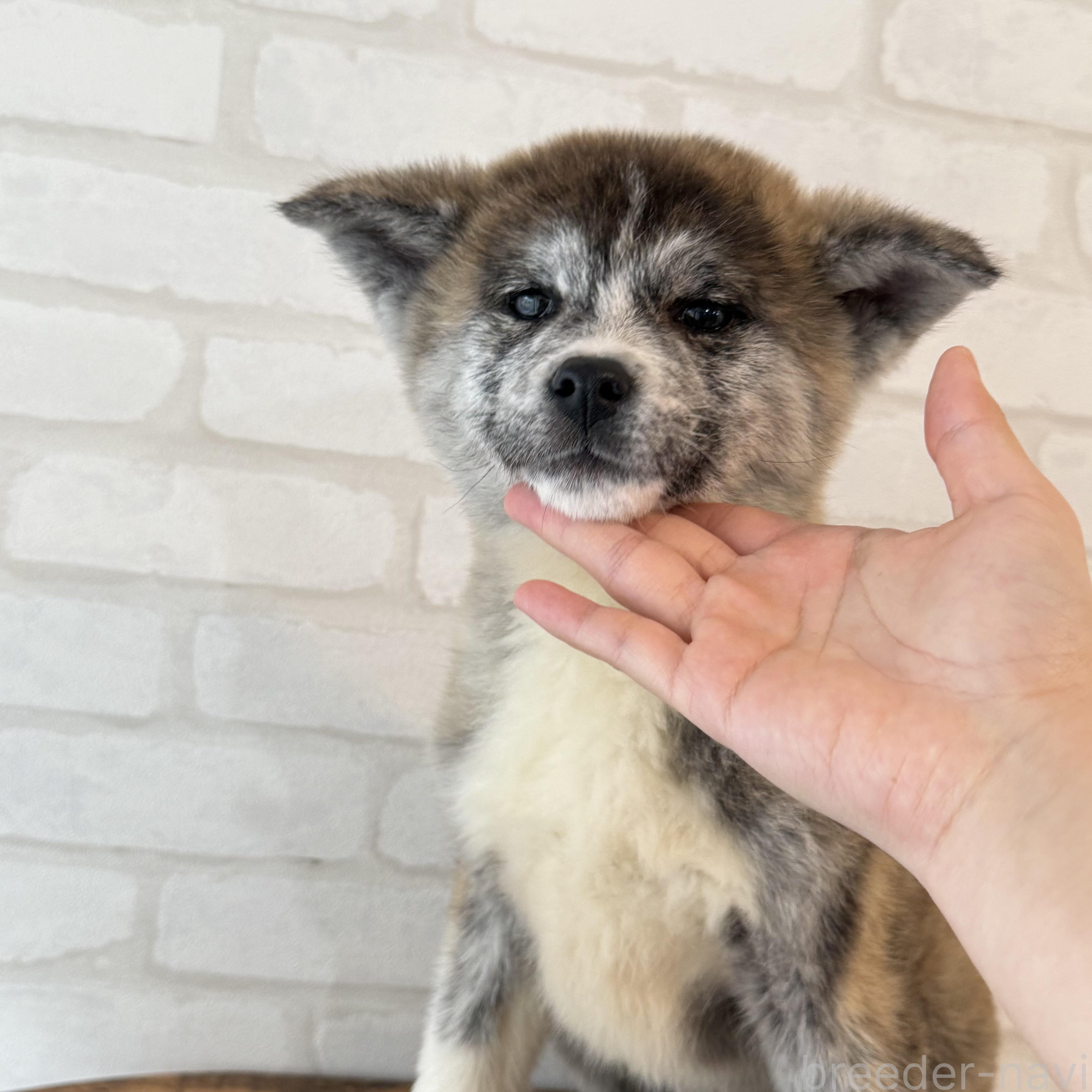 販売中の大阪府の秋田犬-379542の2枚目
