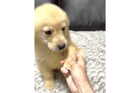 成約済の奈良県のゴールデンレトリーバー-381931の4枚目