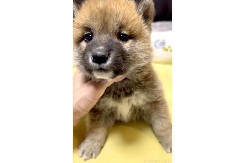 販売中の奈良県の豆柴-384483の9枚目