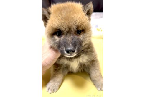 販売中の奈良県の豆柴-384483