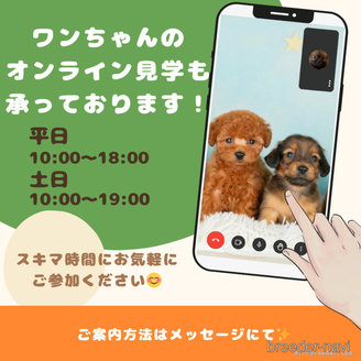 販売中の千葉県のミニチュアダックスフンド(ロングヘアード)-385722の14枚目