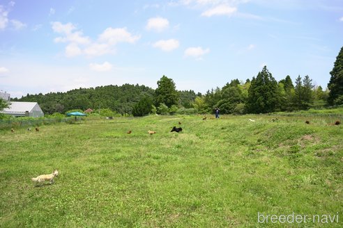 販売中の千葉県のカニンヘンダックスフンド(ロングヘアード)-385719の2枚目