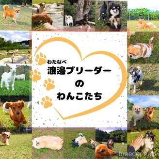 販売中の千葉県のカニンヘンダックスフンド(ロングヘアード)-385717の11枚目