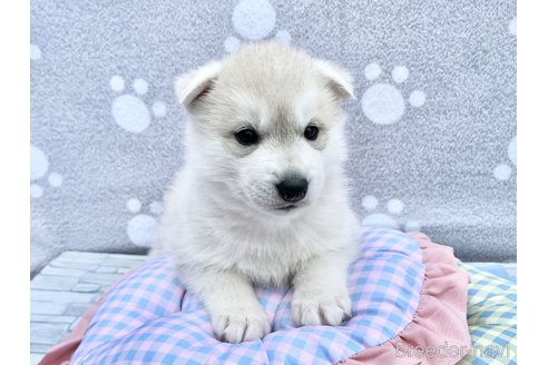 販売中の京都府のシベリアンハスキー-384181