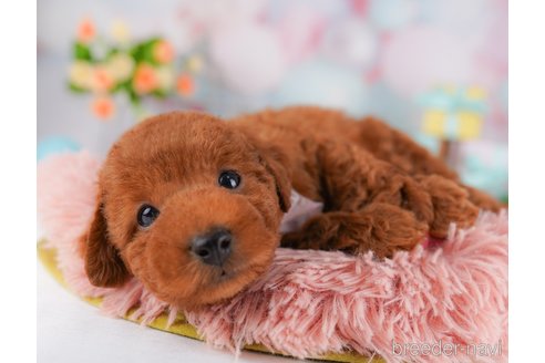販売中の千葉県のトイプードル-385745の6枚目