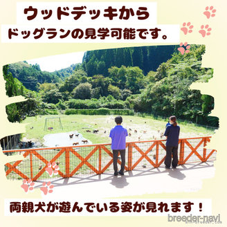 販売中の千葉県のチワプー:チワワ×トイプードル-385739の10枚目