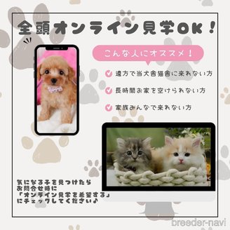 販売中の神奈川県のトイプードル-386160の11枚目