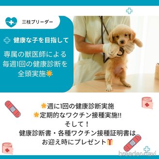 販売中の神奈川県のトイプードル-386159の13枚目