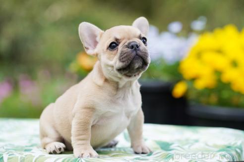 成約済の京都府のフレンチブルドッグ-382742の7枚目