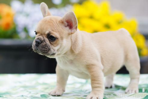 成約済の京都府のフレンチブルドッグ-382742の5枚目