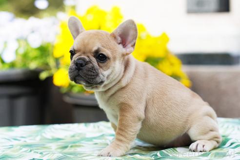 成約済の京都府のフレンチブルドッグ-382742の3枚目