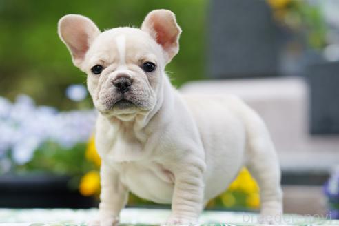 成約済の京都府のフレンチブルドッグ-382889の6枚目