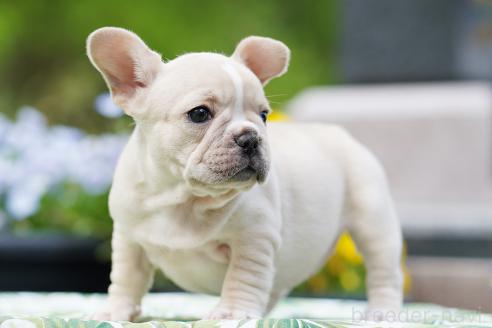 成約済の京都府のフレンチブルドッグ-382889の7枚目