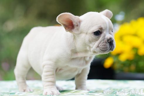 成約済の京都府のフレンチブルドッグ-382889の5枚目