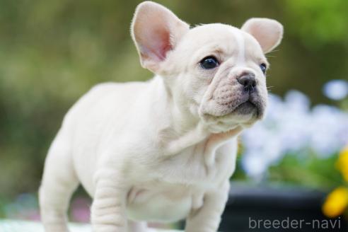 成約済の京都府のフレンチブルドッグ-382889の4枚目