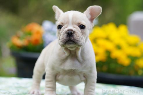 成約済の京都府のフレンチブルドッグ-382889の3枚目