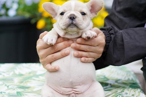 成約済の京都府のフレンチブルドッグ-382889の2枚目