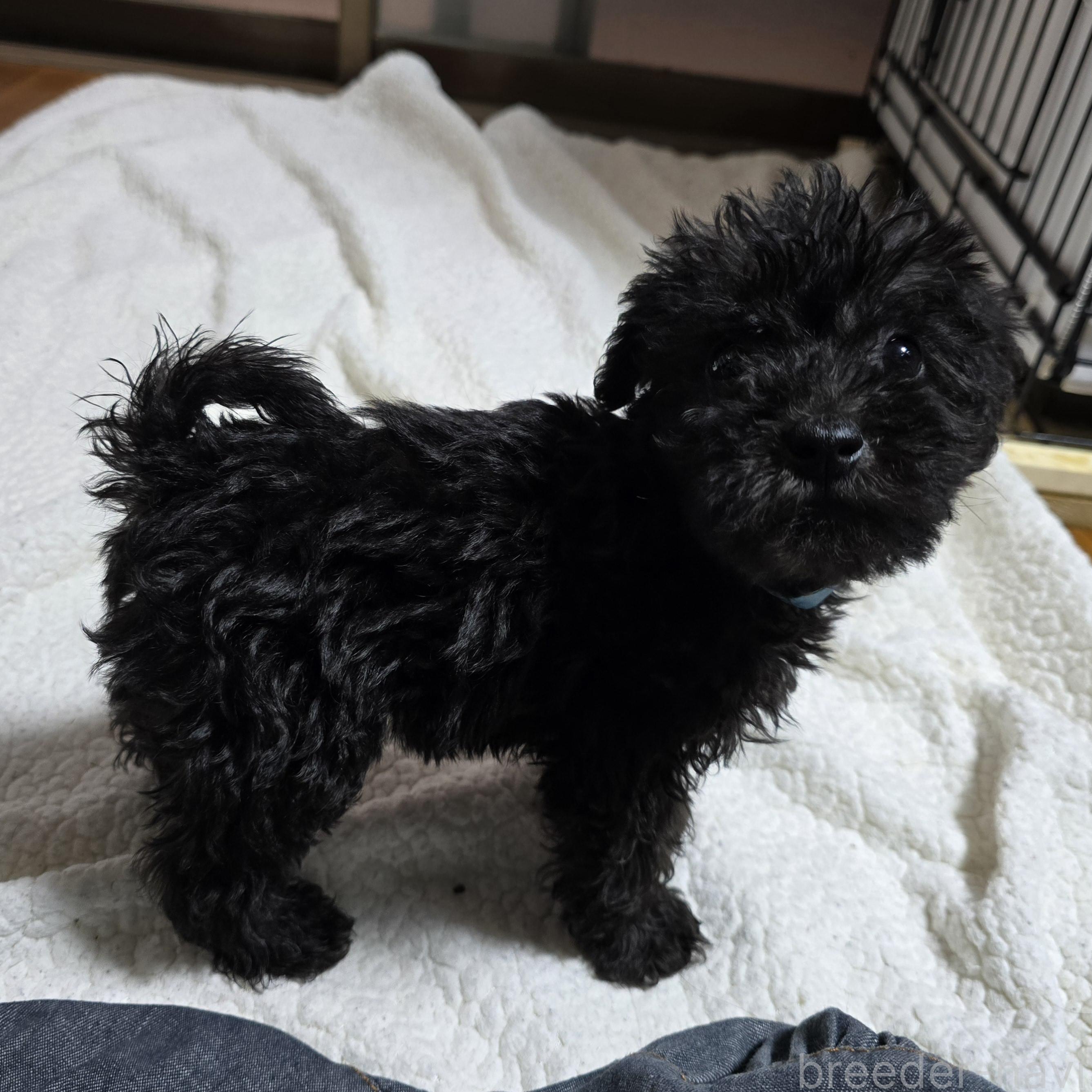 成約済の岡山県のミックス犬-378316の12枚目