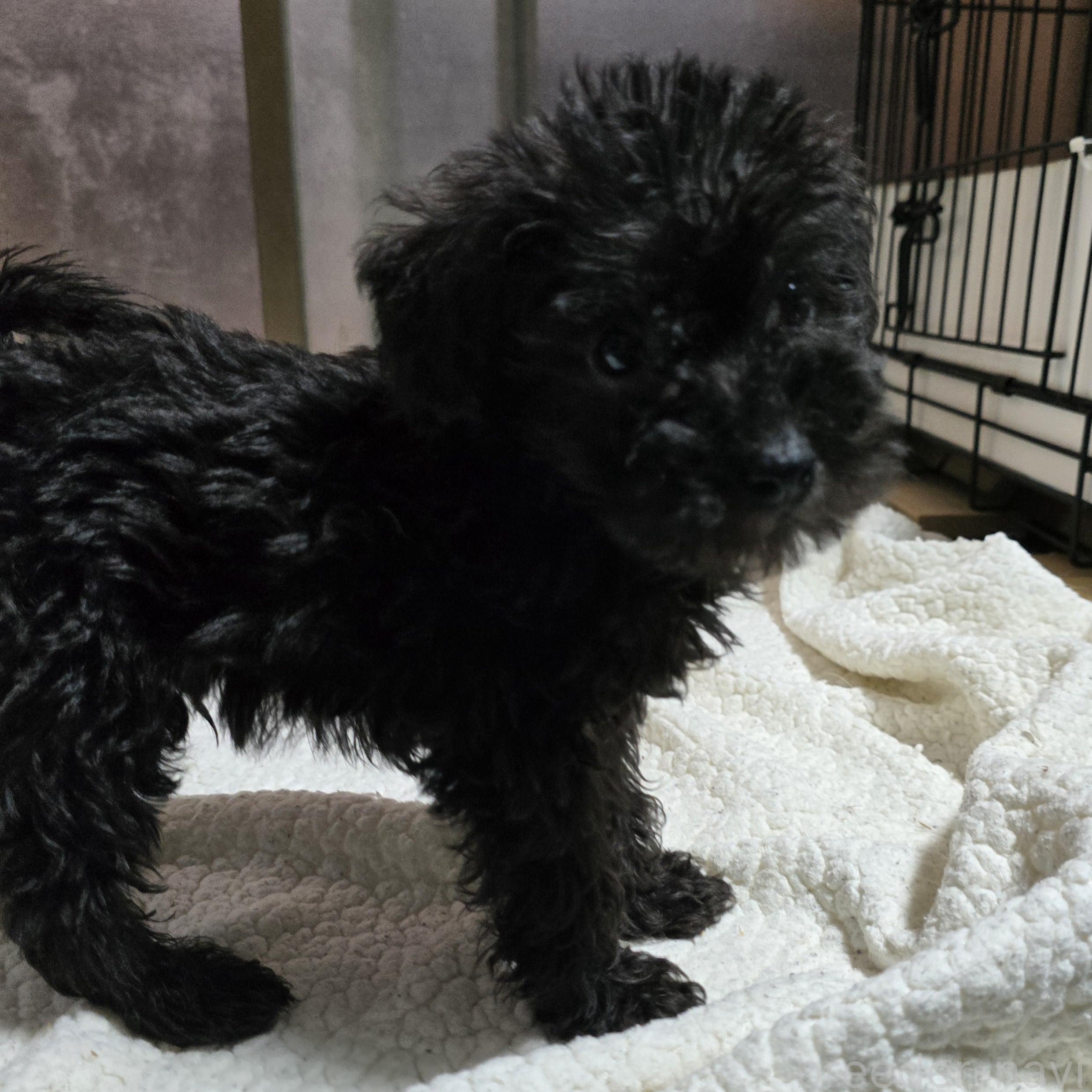 成約済の岡山県のミックス犬-378316の10枚目