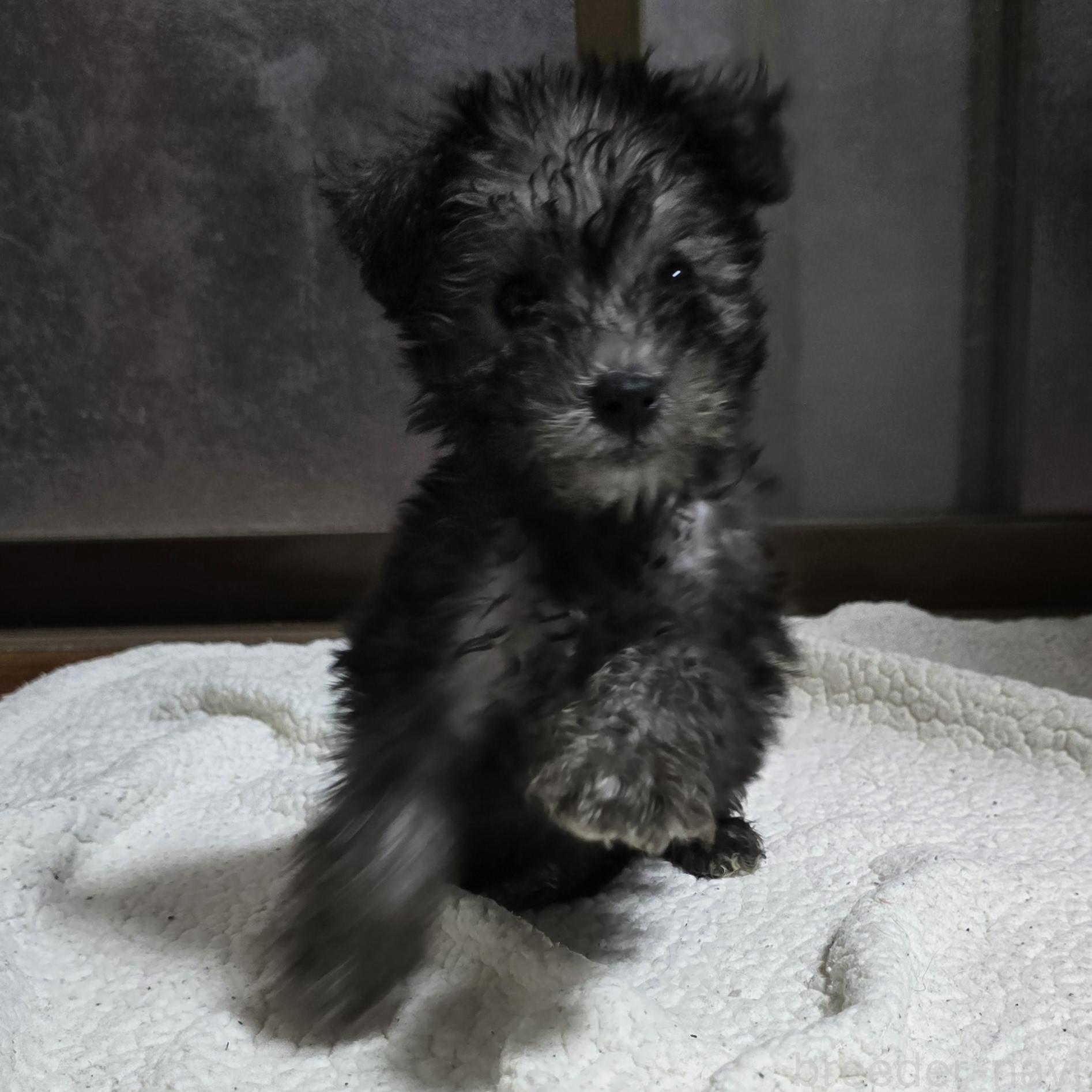 成約済の岡山県のミックス犬-378318の15枚目
