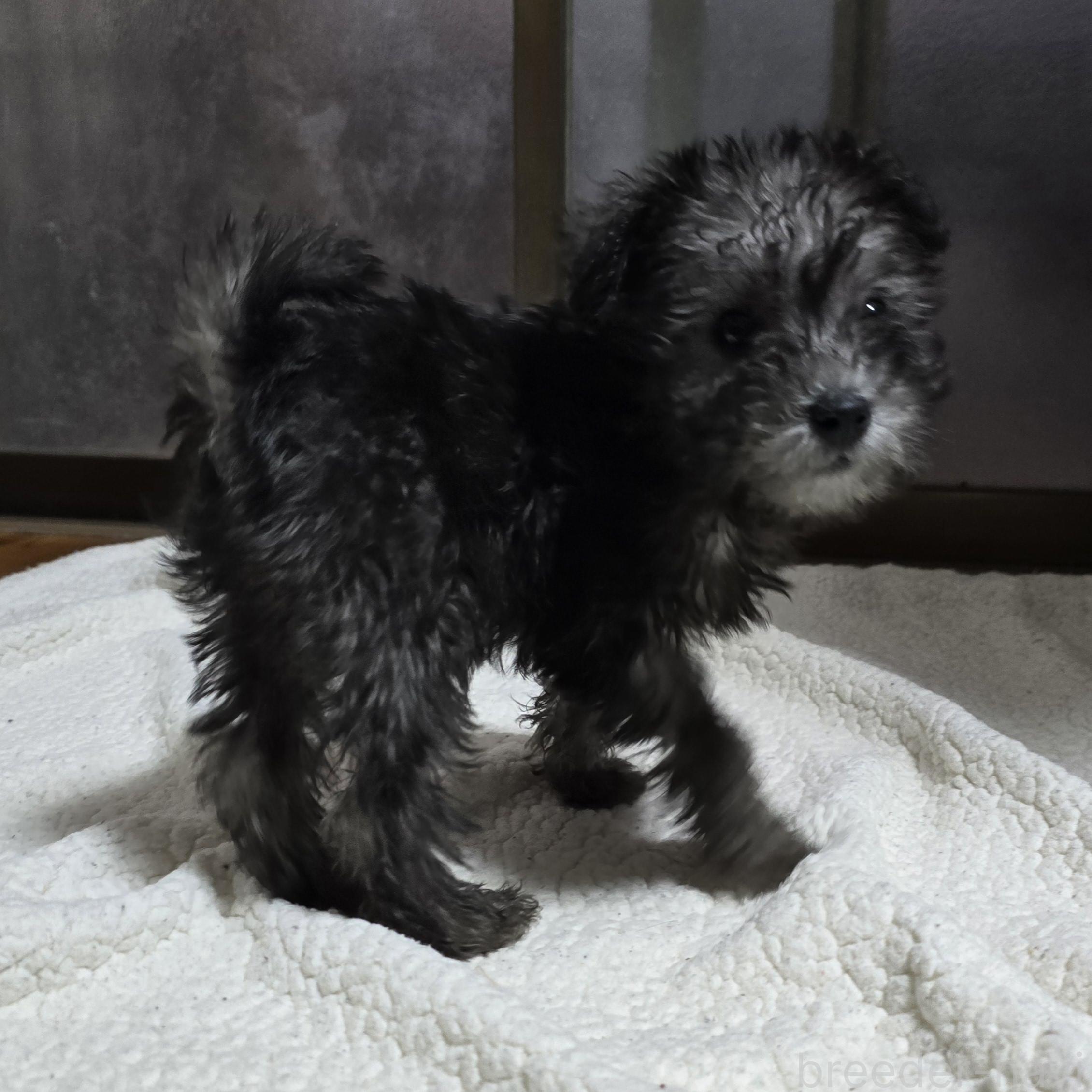 成約済の岡山県のミックス犬-378318の14枚目