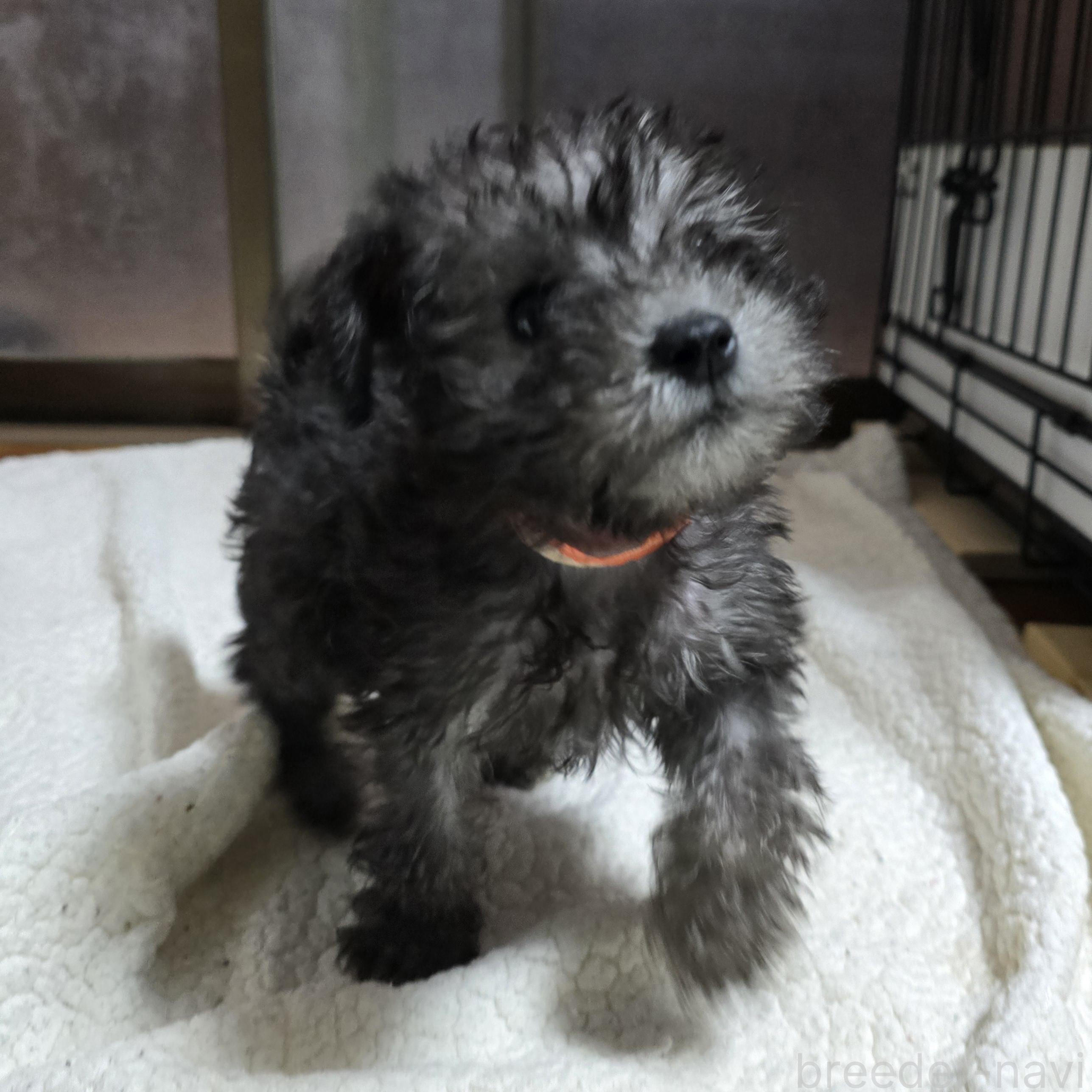 成約済の岡山県のミックス犬-378318の13枚目